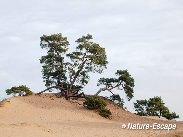 Dennen, grillige dennen, Kootwijkerzand 2 040114