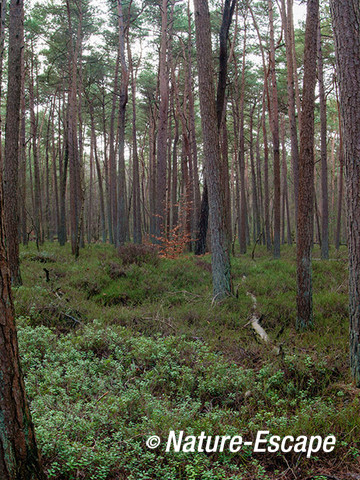 Dennen, in het Leuvenumse Bos 1 040114