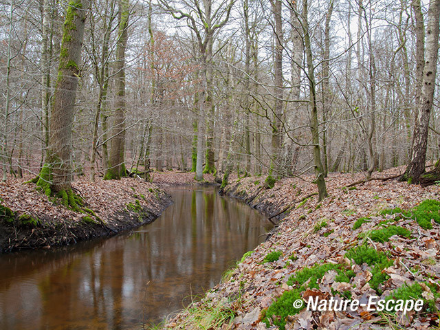 De Leuvenumuse Beek, beekloop, Leuvenumse Bos 1 040114