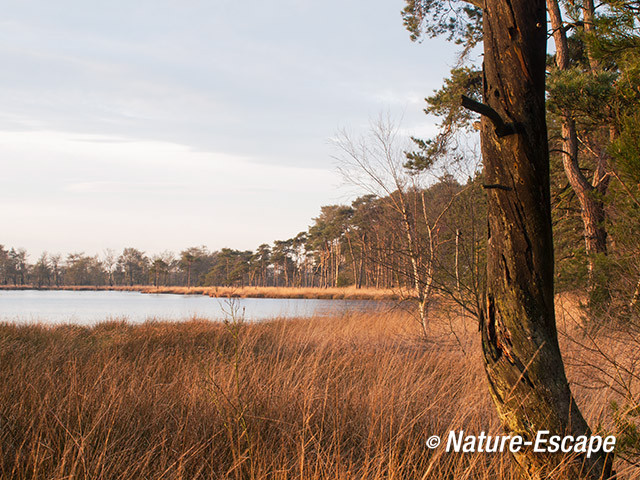 Stappersven, Kalmthoutse Heide 3 180114