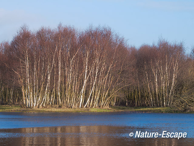 Berk, berken, aan water, in de duinen, NHD Bergen2 020214