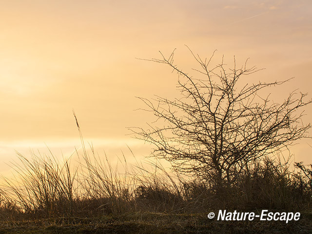 Vroeg licht, zon over duin, AWD2 080314