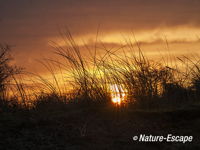 Vroeg licht, zon over duin, AWD3 080314