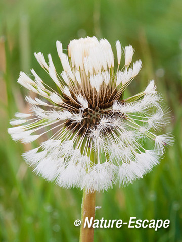 Paardenbloem, pluisbol, zaad, Wogmeerdijk 1 050414