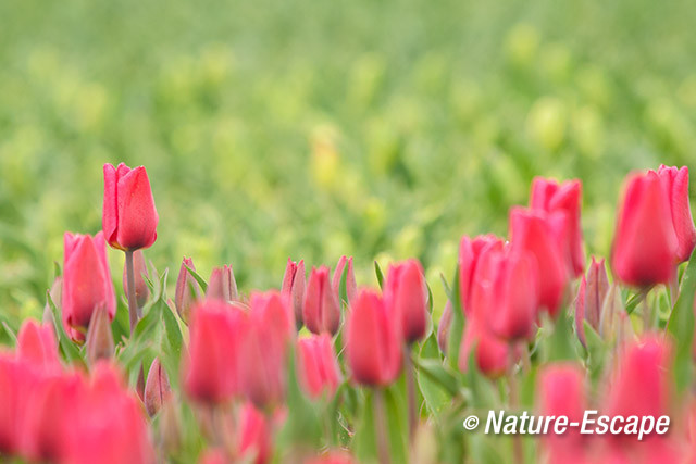 Tulp, in bollenveld, kleur, tulpen, Rondje Wogmeer 3 050414