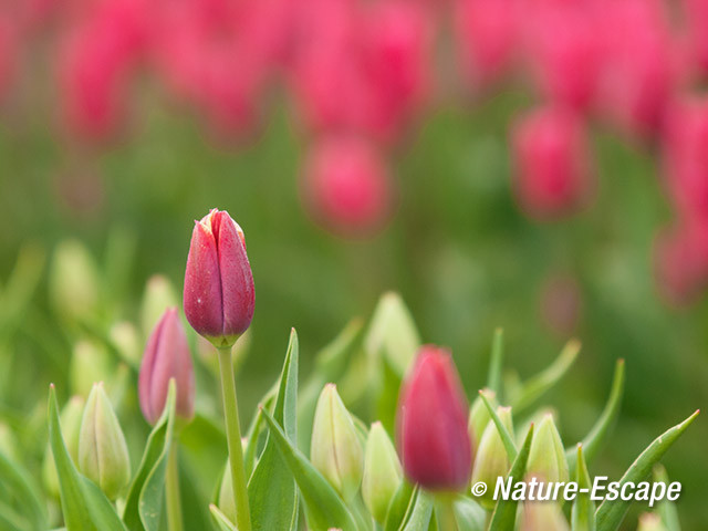 Tulp, in bollenveld, kleur, tulpen, Rondje Wogmeer 1 050414