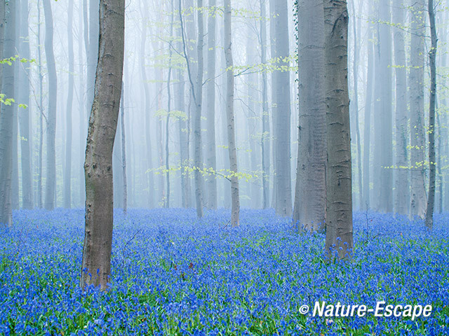 Hallerbos, boshyacinten, bloemen, bloei, mist, Hallerbos 2 120414