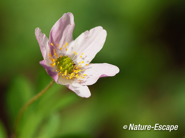 Bosanemoon, bloem, bloei, roze bloem, Hallerbos 1 120414