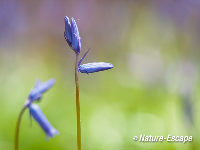 Boshyacint, bloemknoppen, Hallerbos 1 120412