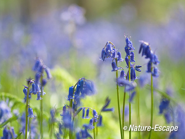 Boshyacint, boshyacinten, bos, blauw, Hallerbos 11 120414