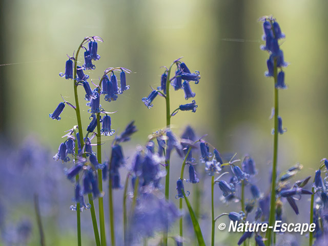 Boshyacint, boshyacinten, bos, blauw, Hallerbos 10 120414