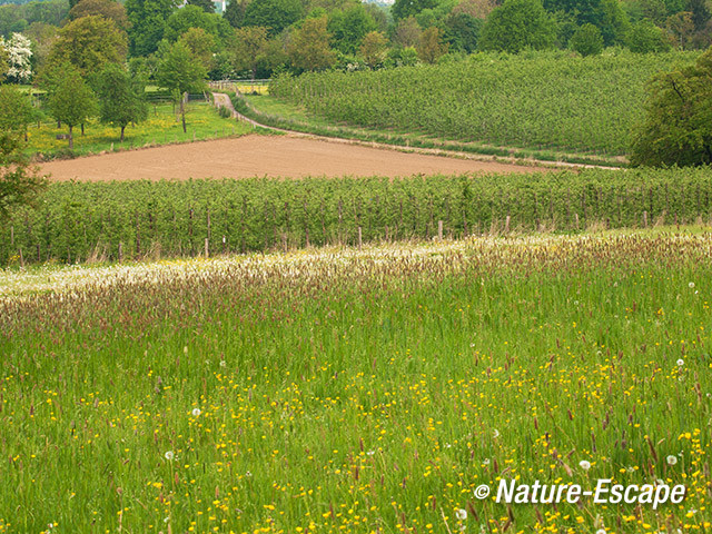 Landschap, cultuurlandschap, Savelsbos 1 280414