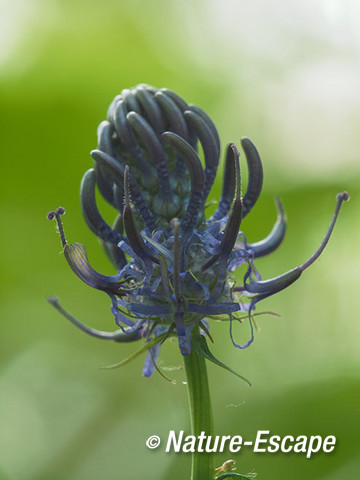 Zwartblauwe rapunzel, bloemen, bloei, paars, blauw, Savelsbos 4 280414