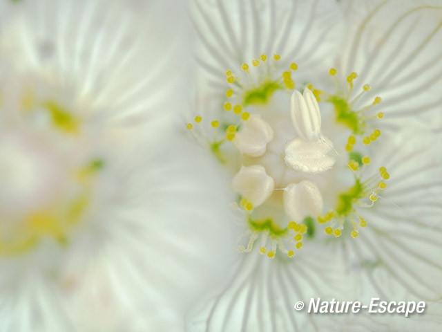 Parnassia, bloem, bloei, Middenduin 4 060914