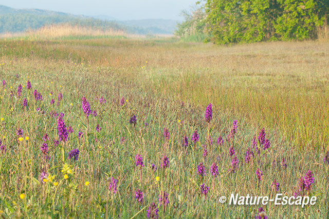 Orchideeën, in duinlandschap, Zwanenwater 1 170514