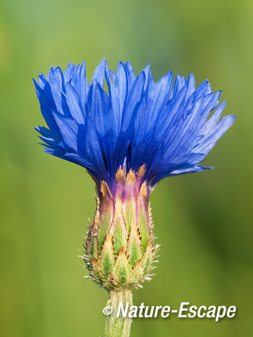 Korenbloem, openende bloemknop, Castricummerpolder 1 090614