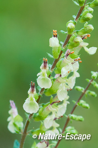 Valse salie, bloemen, bloei, AWD1 170714