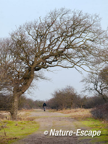 Zomereik, vergroeide boom langs pad, wanderlaar, natuurbeleving, NPZK 1 060115