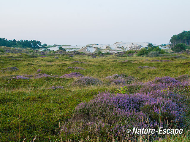 Duinlandschap, Hargen 1 070814