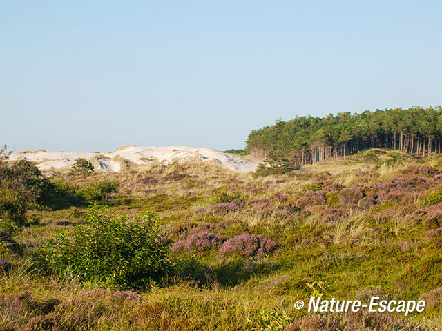 Duinlandschap, Hargen 2 070814