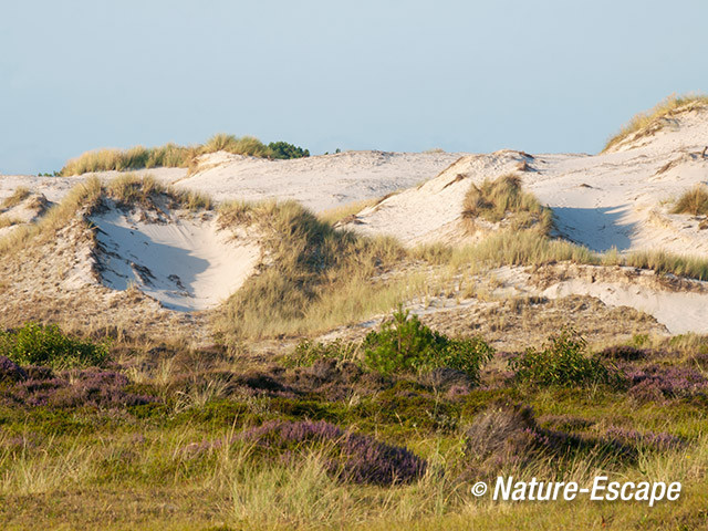 Stuifduin, duinen, Hargen 1 070814