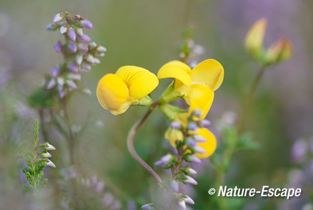 Rolklaver, struikheide, bloemen, bloei, SBB Hargen 2 070814