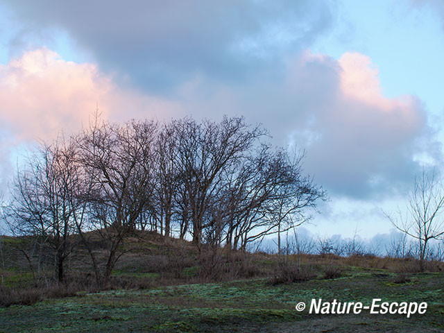 Boomgroep, vroeg licht, winter, AWD1 170115