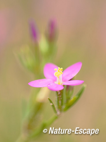 Strandduizendguldenkruid bloemen, bloei, AWD5 160814