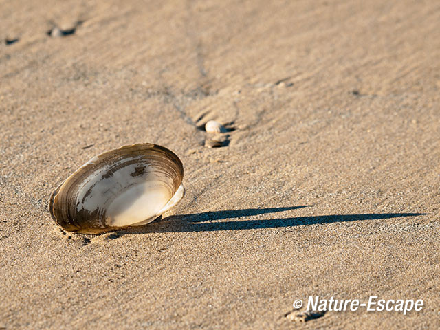 Strandgaper, schelpen op strand, schaduw, strand bij de Kerf Schoorl 1 190115