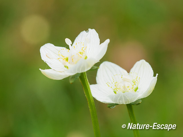 Parnassia, bloemen, bloei, Middenduin 2 060914