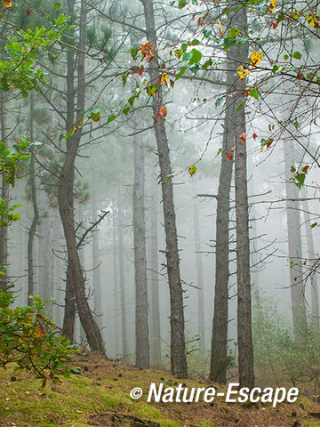 Mist, in dennenbos SBB Schoorl6 200914