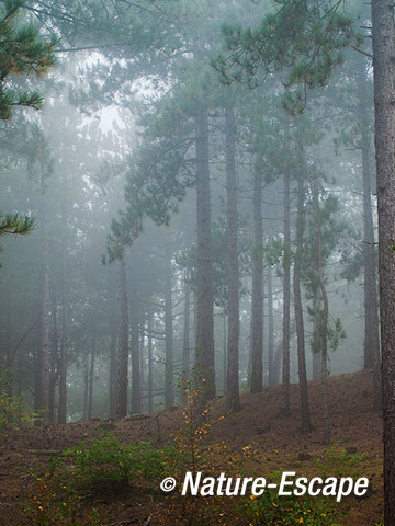 Mist, in dennenbos SBB Schoorl 3 200914