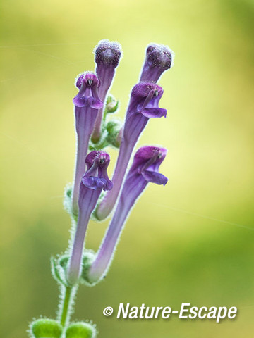 Trosglidkruid, bloemen, bloei, Koningshof 4 041014