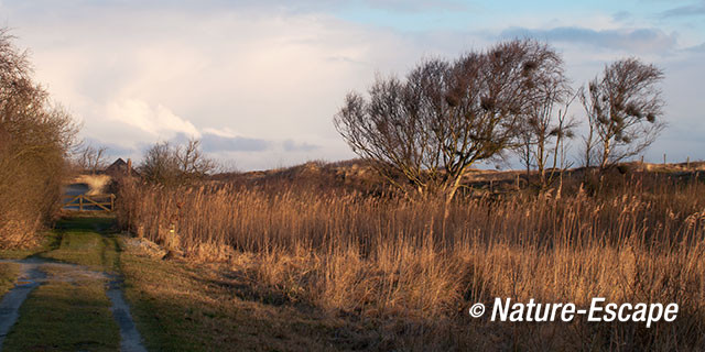 berk, berkengroep, in landschap, vroeg licht, wolken, Zwanenwater 2 310115