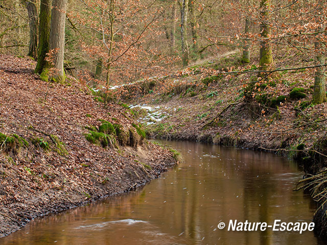 Leuvenumse Beek, in winter, Hulshorsterbossen 1 080215