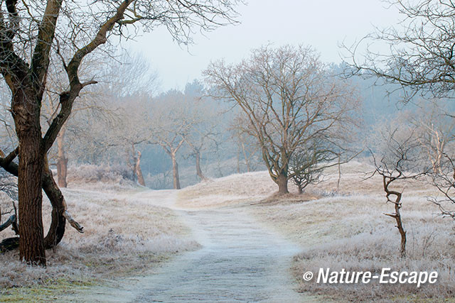 Duinlandschap, vorst, nevel, AWD1 160215