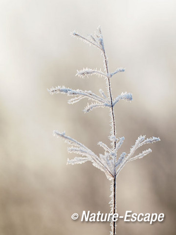 Gras, uitgebloeide aar, met rijp, vorst, AWD1 160215