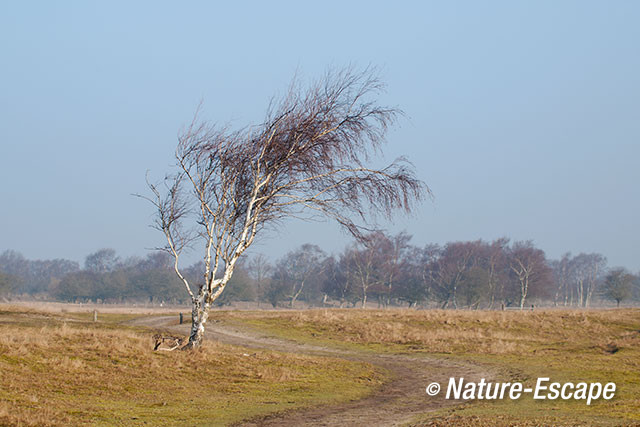 Berk, in duinlandschap, AWD2 160215