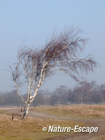 Berk, in duinlandschap, AWD1 160215