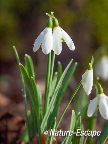 Sneeuwklokje, bloemen, bloei, Leyduin 4 220215