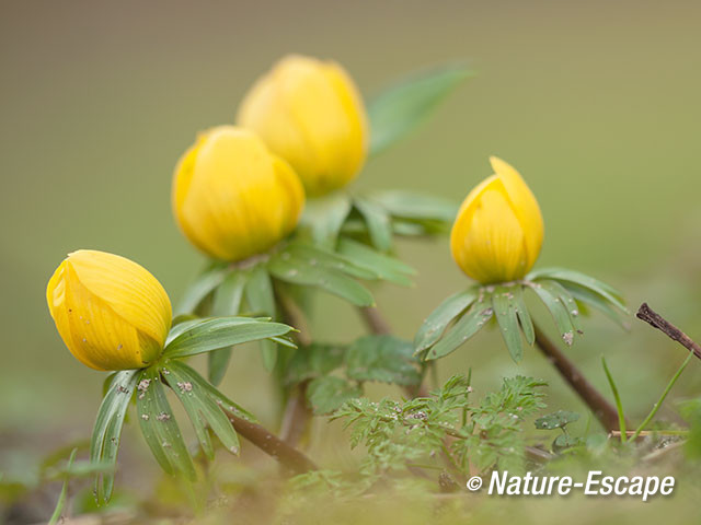 Winterakoniet, winterakonieten, bloemen, bloei, Elswout 2 070315