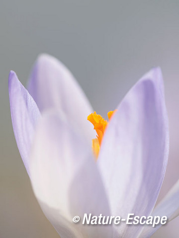 Krokus, sp., detail bloem, Elswout 1 070315