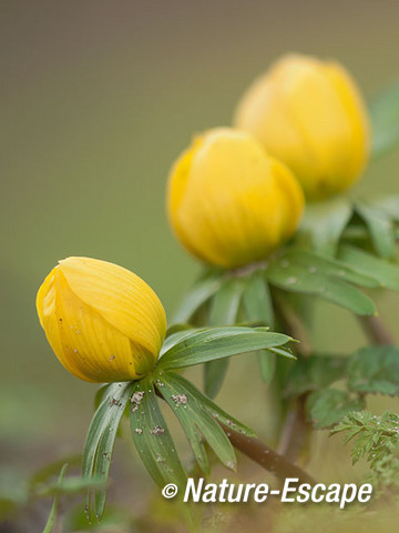 Winterakoniet, winterakonieten, bloemen, bloei, Elswout 3 070315