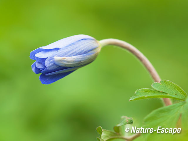 Blauwe anemoon, openende bloemknop, Marquette 1 140315