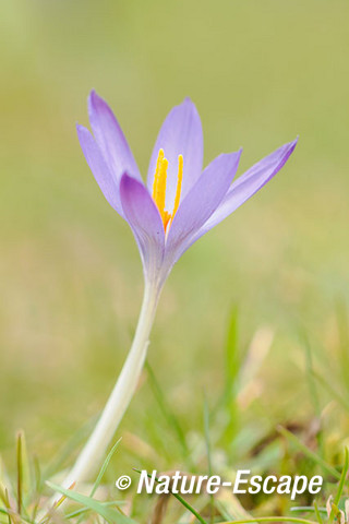 Krokus, sp., detail bloem, bloei, Elswout 7 070315