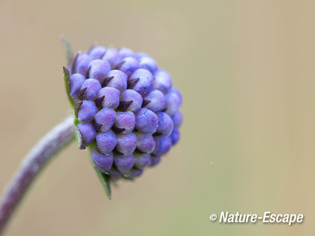 Blauwe knoop, bloemknoppen, Empese en Tondense Heide 1 240715