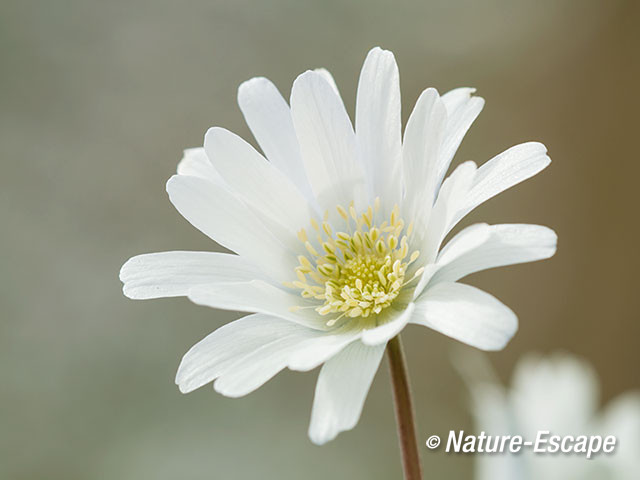 Blauwe anemoon, witte bloemen, bloei, Marquette 4 030415