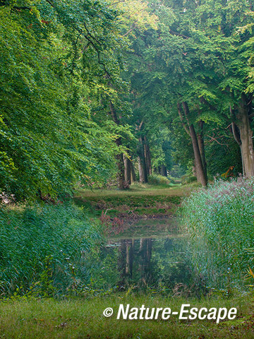 Bospad, in vroeg licht, Woestduin 1 260915