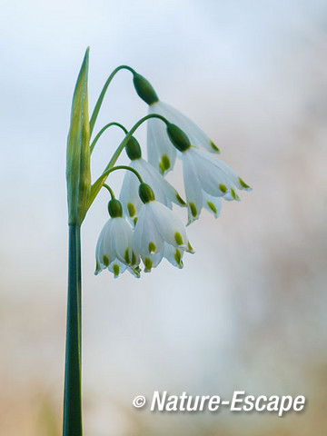 Zomerklokje, bloemen, bloei, Jac. P. Thijssepark, Amstelveen 5 180415