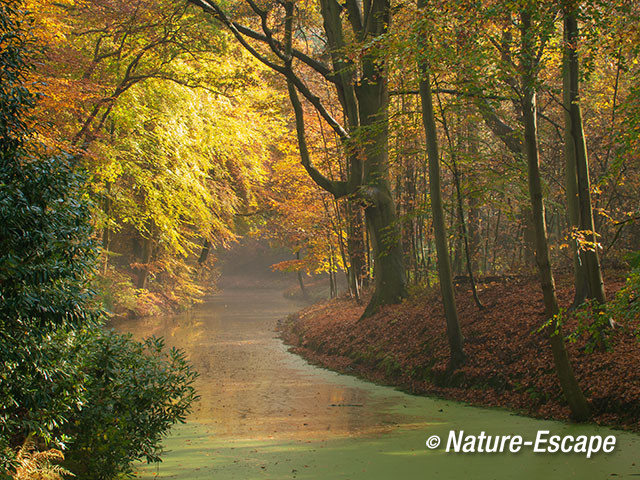 Doorkijkje bij vijver, herfstkleuren, herfst, Elswout 3 021115